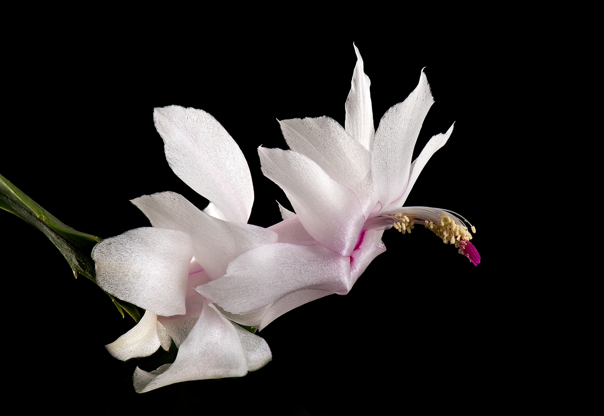 Christmas Cactus - Ann Laverock